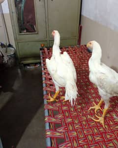 white o shamo two male available for sale and exchange