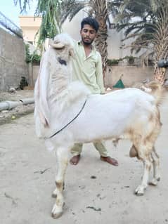 GULABI