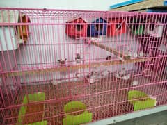 finches colony with cage and boxes
