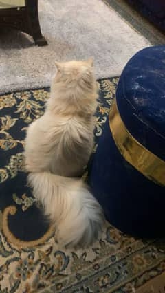 Cat for sale