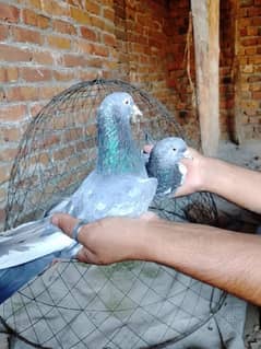 7 jory sale breeding ke be granti har jory ke alag price hai