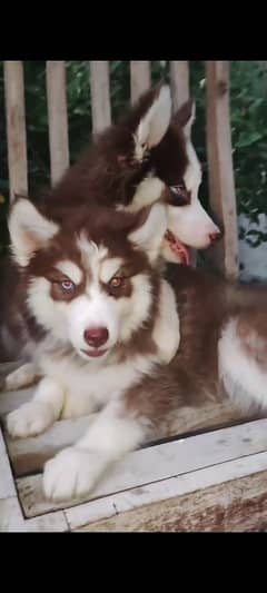 Siberian