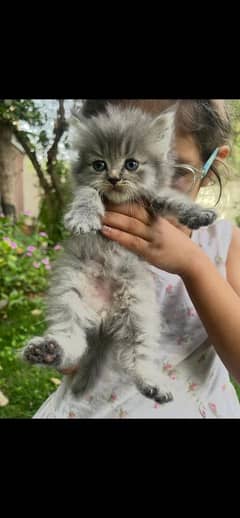 5 kittens, 2 adult female, 1 adult male