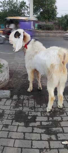 White Bakra