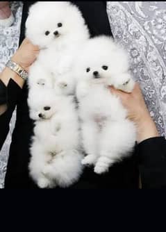 pomeranion puppies