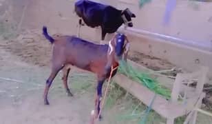 gaban tayar bakri