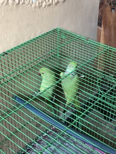 Green ringneck breeder pair available