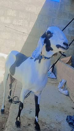 bakri