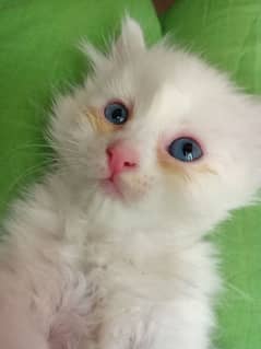 Russian blue eyes/ Tripple coated/ final 14k for sale