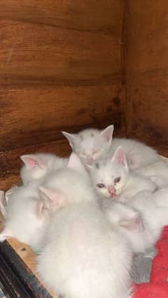 white Persian kittens triple coat