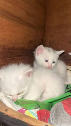 white Persian kittens triple coat