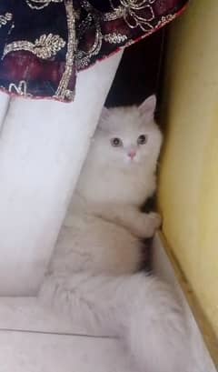 Persian