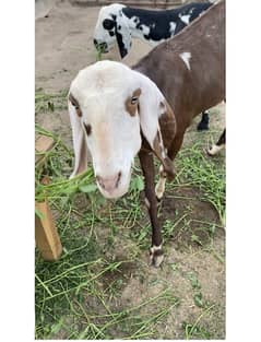 oblag bakri for sale