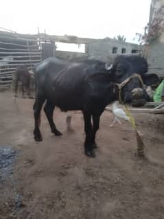 kata for qurbani