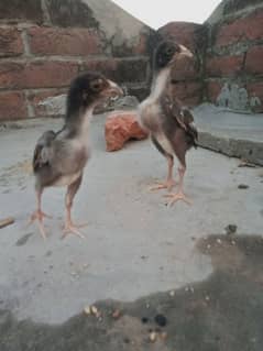 Pure Aseel Chicks for sale