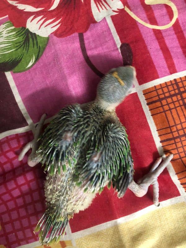 green ringneck chicks 0
