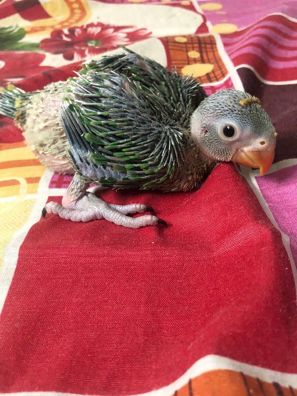 green ringneck chicks 1