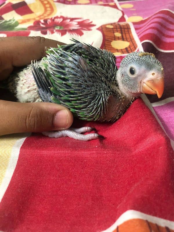 green ringneck chicks 2