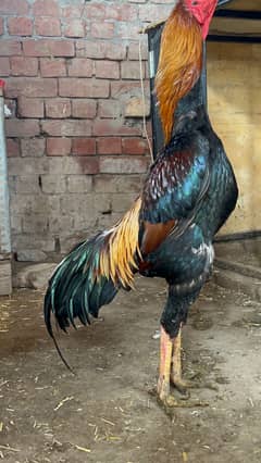 shamo