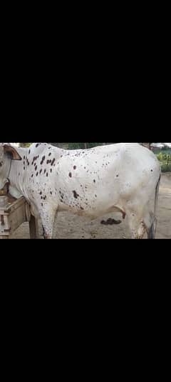 Qubani k liey wachi for sale