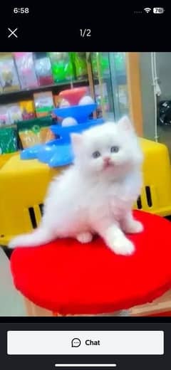 Persian cat for sale male or female my WhatsApp 0325=92=17=964