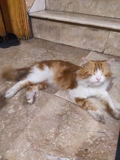male cat