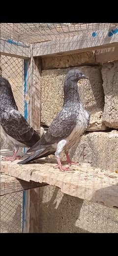 missy bachy for sale 0 3 4 2 2 3 6 3 1 7 3