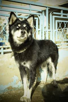 Husky