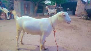 White Pink face Goat (Bakra) for qurbani