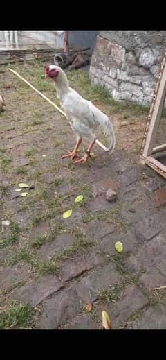 O shamoo chicks
