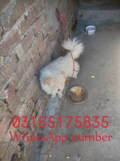 Russian dog