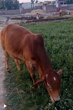 Saahiwal