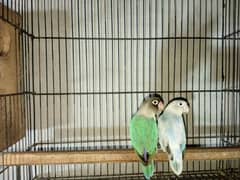 Love birds pair