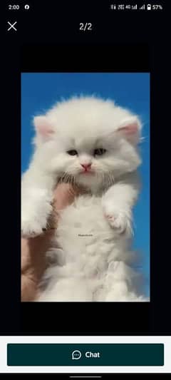 Persian