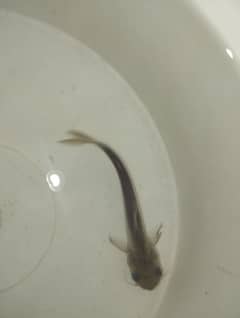 1 pair of blue line  shark 10 cm long