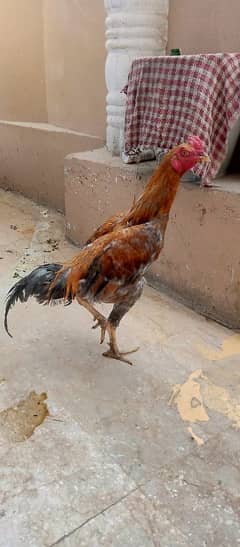 aseel cock for sale