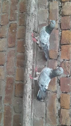 Golden breeder pair for sale in Lahore