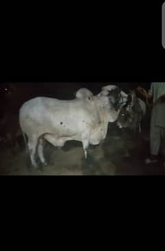 bulls