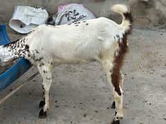 3. bakri. for. sale.