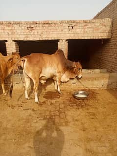 sahiwal bull /wacha/ bachrra