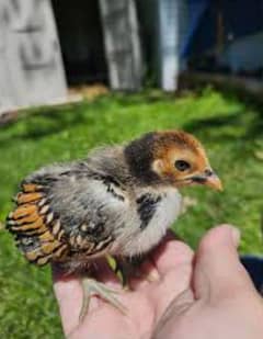 Golden sebright chicks