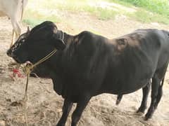 black bull
