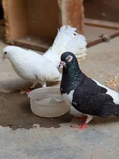 lakah