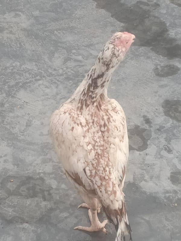 King size white Aseel Jawa with aseel females 13