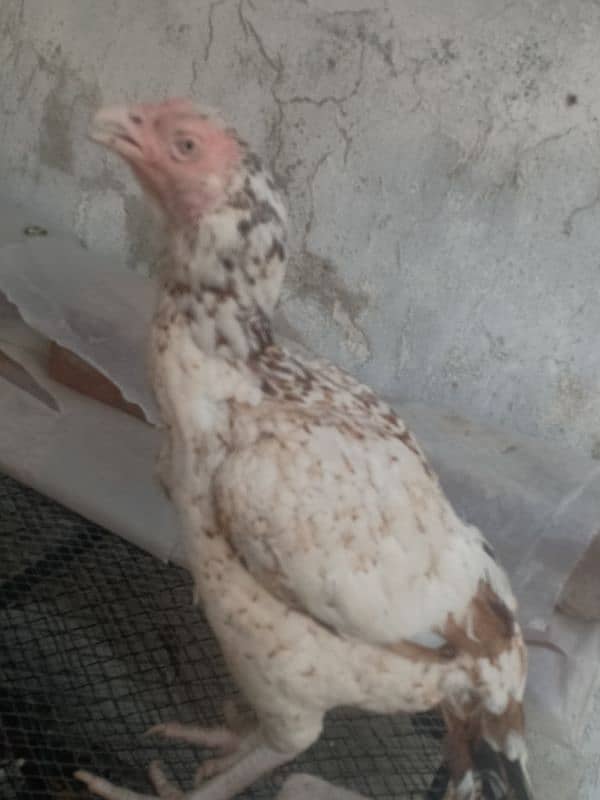 King size white Aseel Jawa with aseel females 14