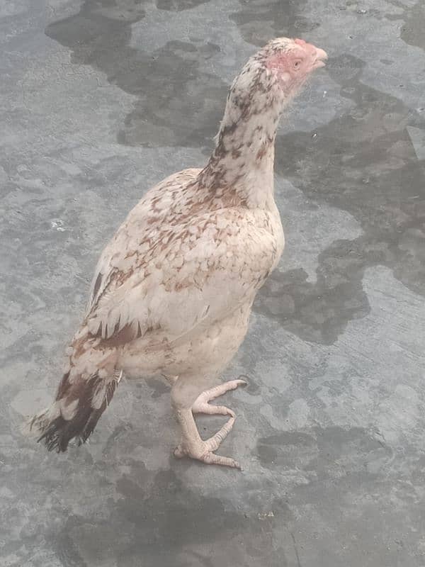 King size white Aseel Jawa with aseel females 16