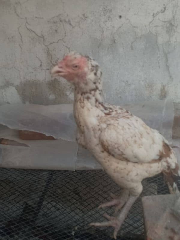 King size white Aseel Jawa with aseel females 17