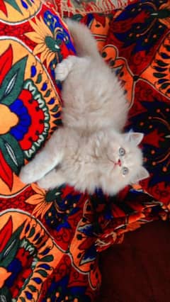 kitten