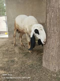 qurbani ka chaatra kajla