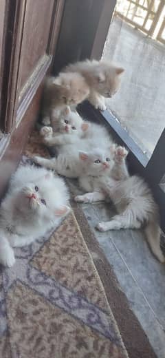 Persian kitten